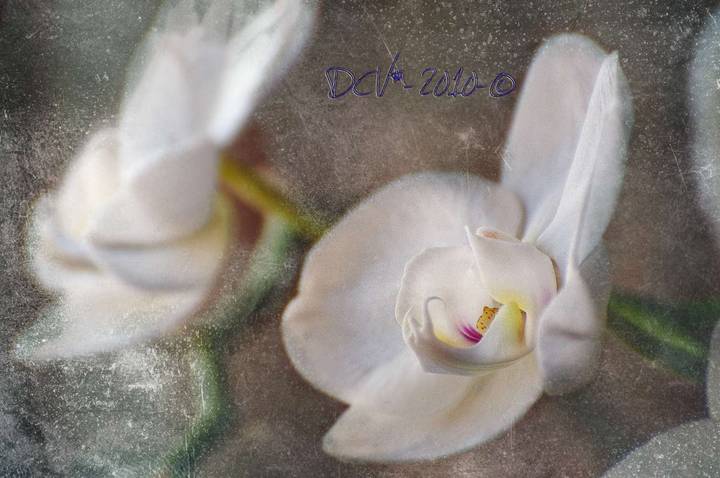 Orchid Series # 1