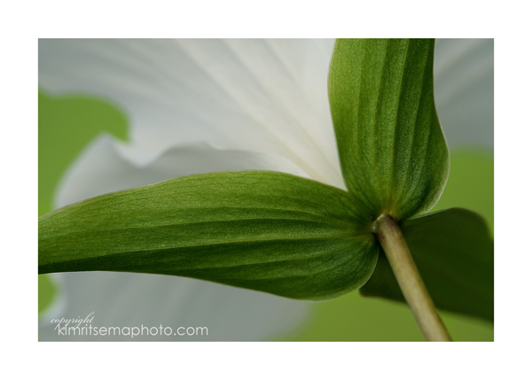 New Perspective/Trillium
