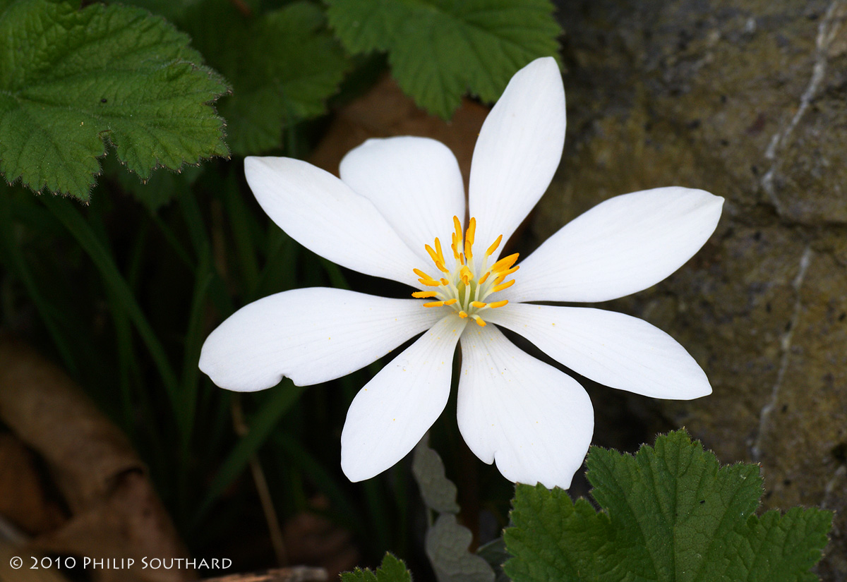 Bloodroot