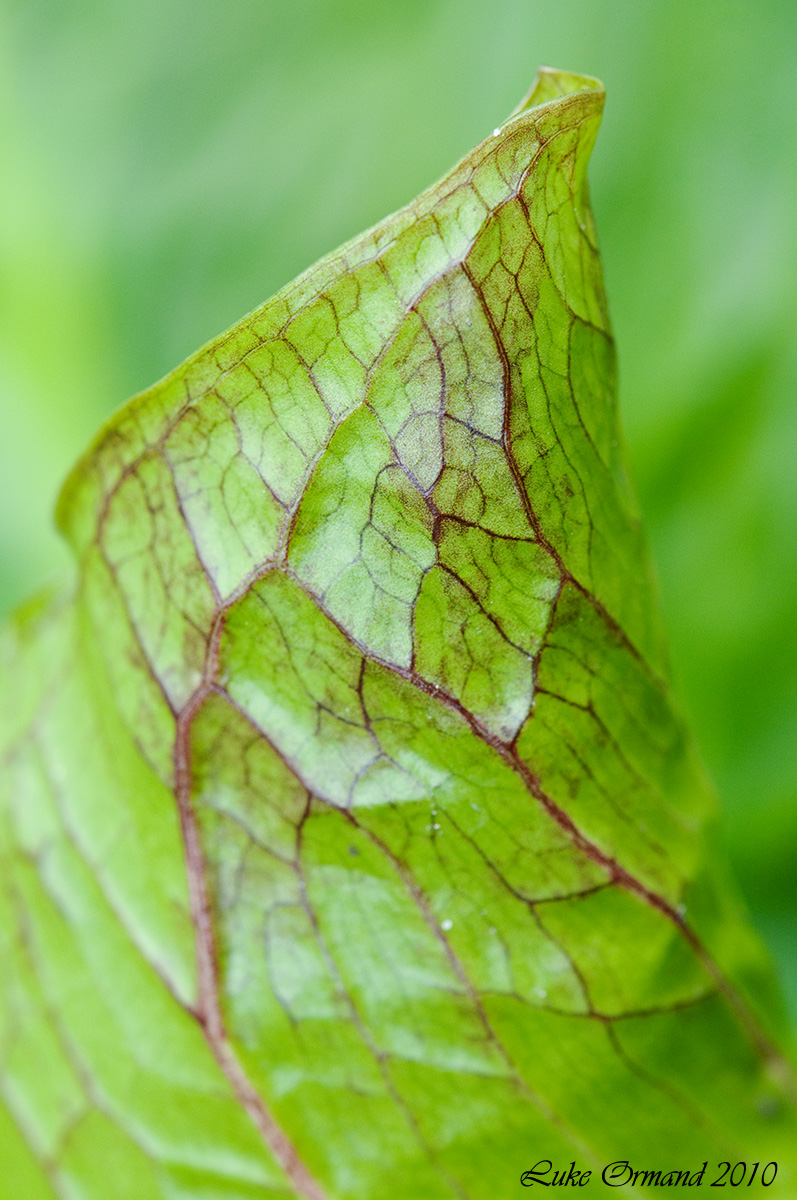 S. Cabbage