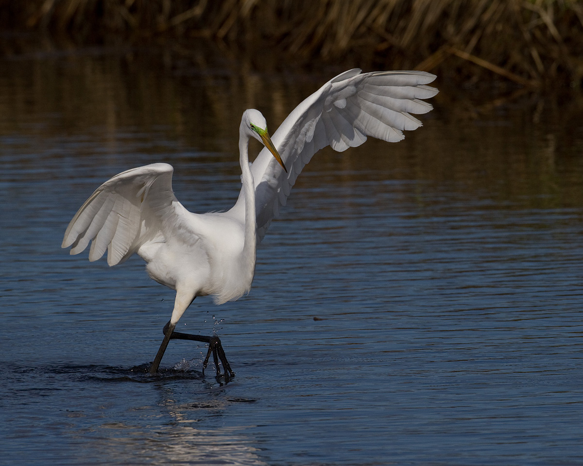 Shall We Dance