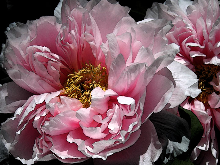 Sun-Kissed Peony