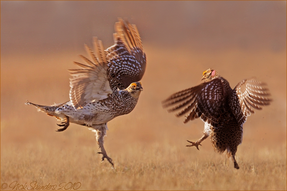 Sharp-tailed Grouse 