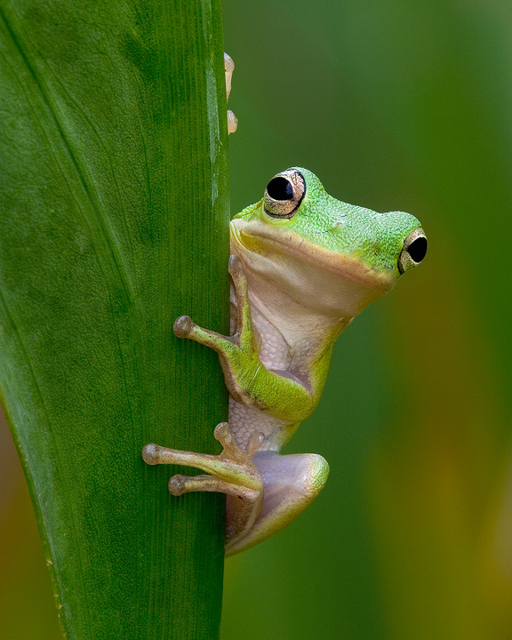 Tree Frog
