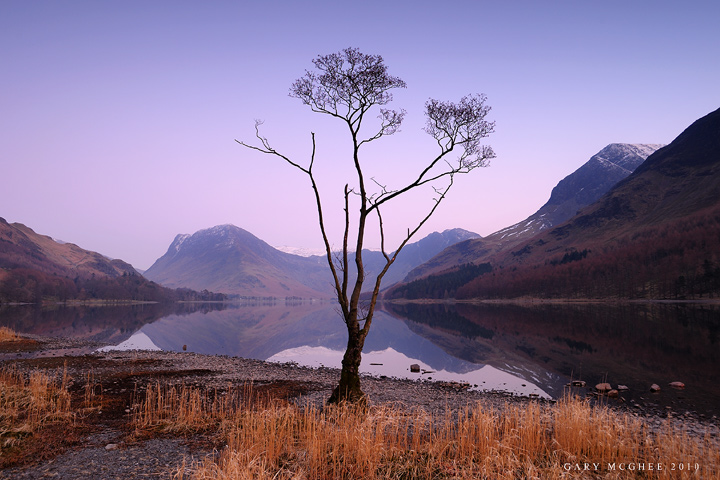 Buttermere Tree