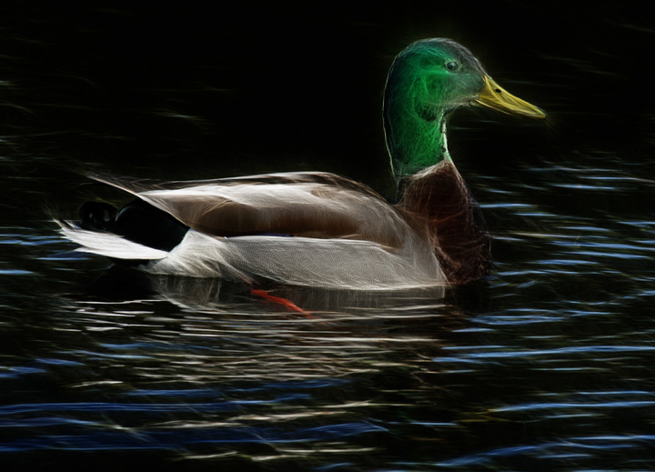 Mallard by Moonlight