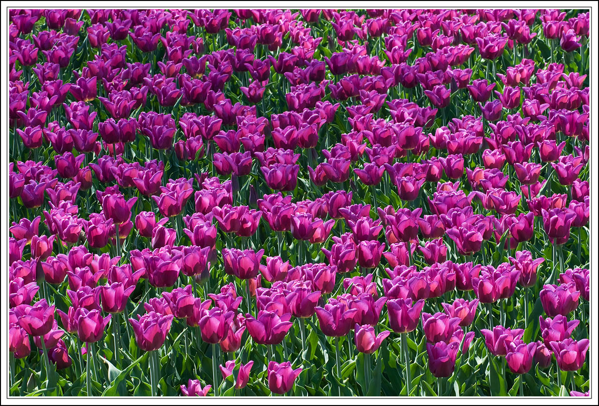 Tulip Time 3