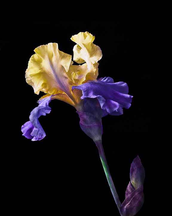 Blue Iris