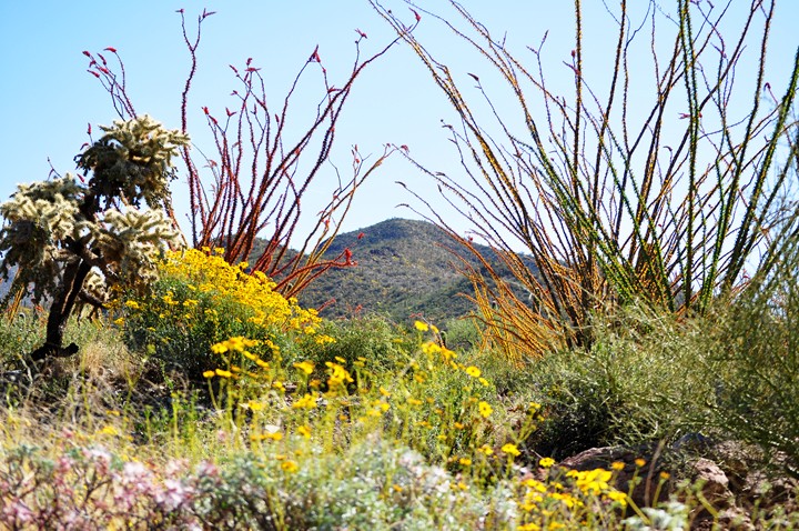 Spring in the Desert