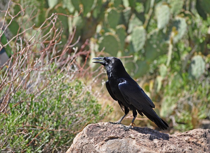 Chihuahuan Raven