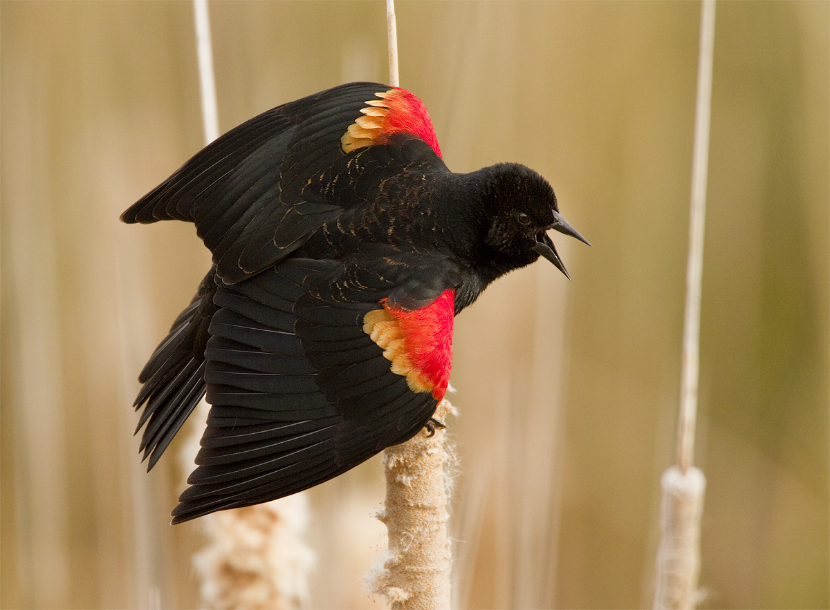 Singing Red-winged BB