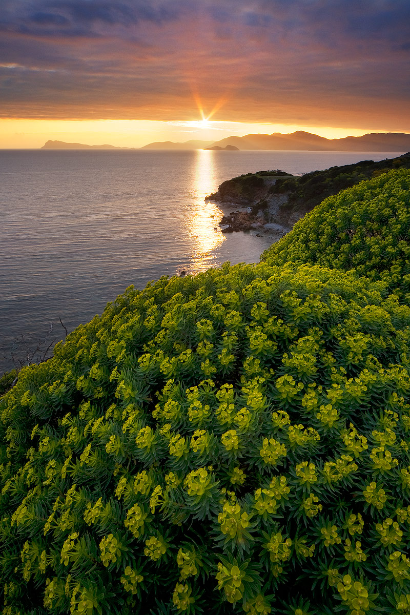 Euphorbia