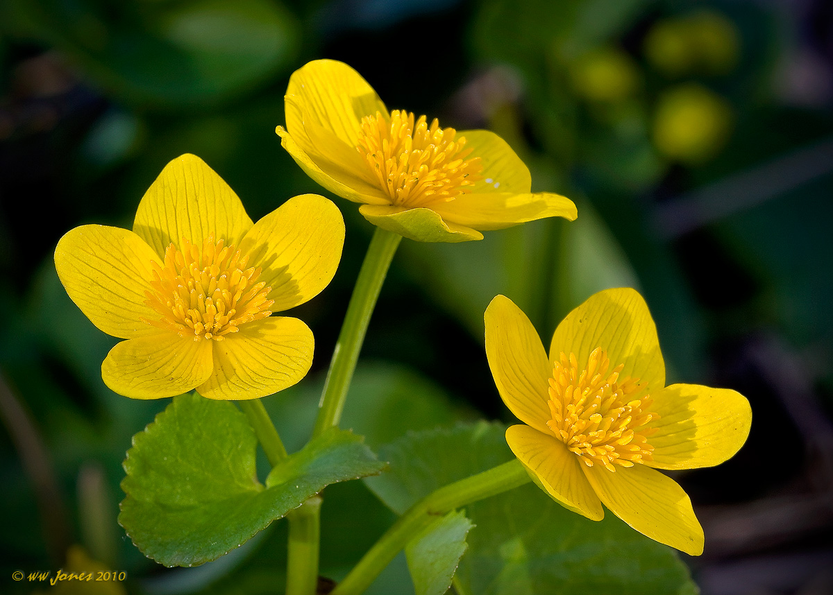 Gold in the Sunshine