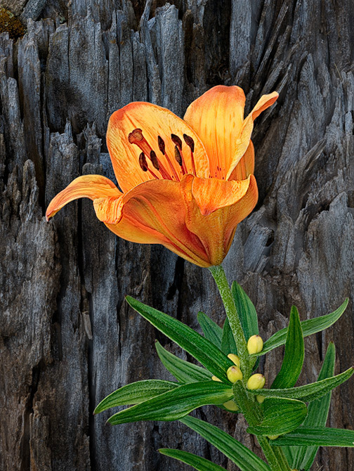 The mountain Lily