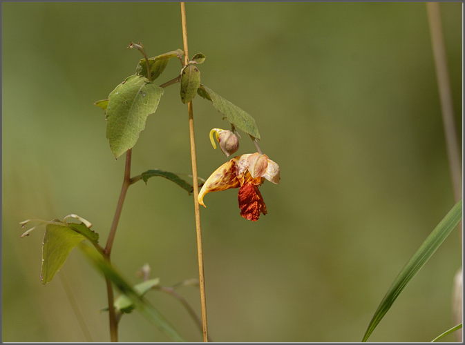 Hummingbird feeder