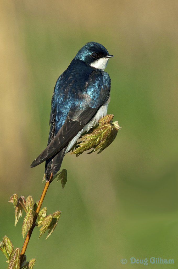 Tree Swallow