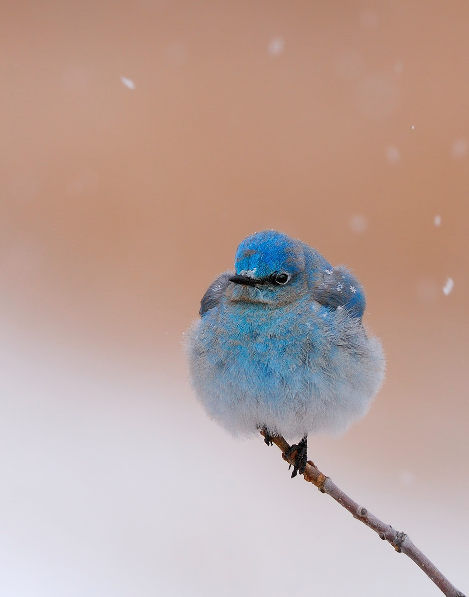 One Perfect Snowflake