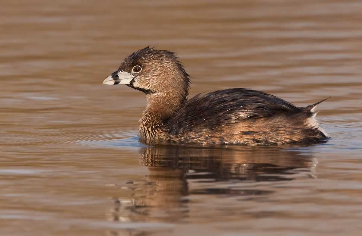Pied-billed Grebe