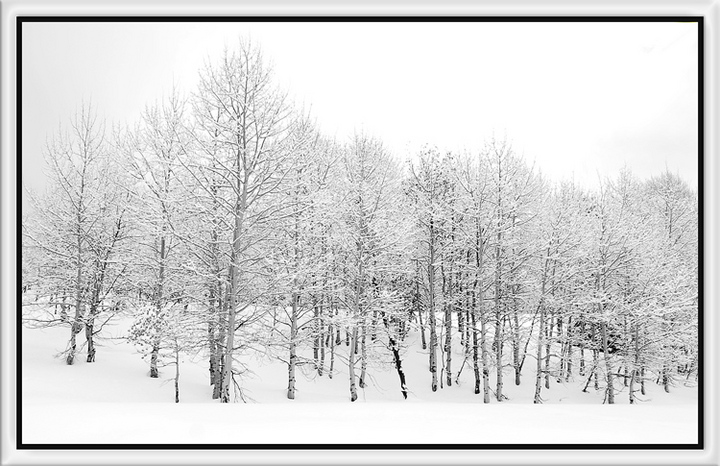 Aspen Morning