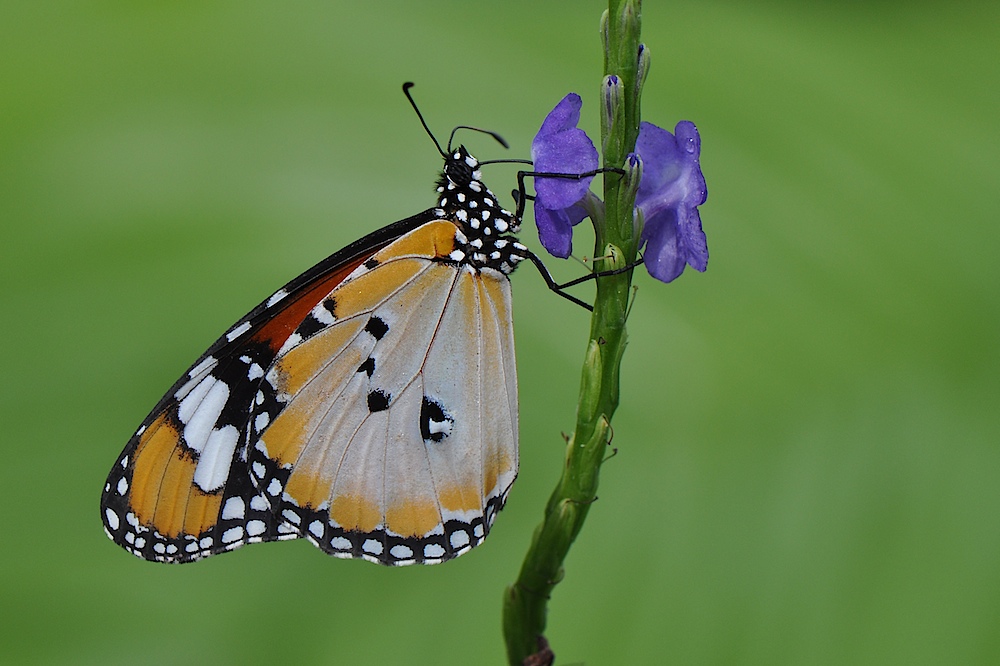 butterfly on purple