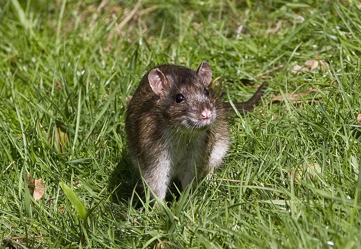 Brown Rat
