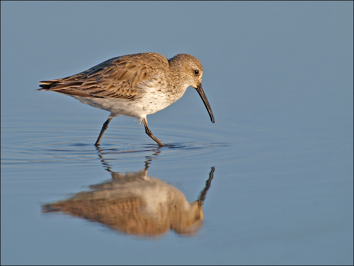 Dunlin in the Shallows