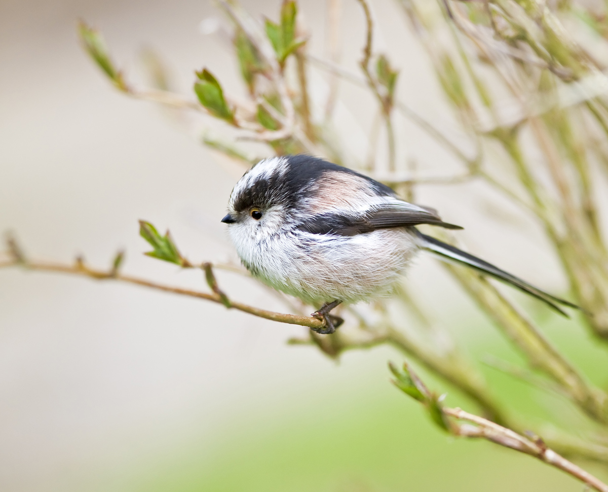 Longtailed Tit