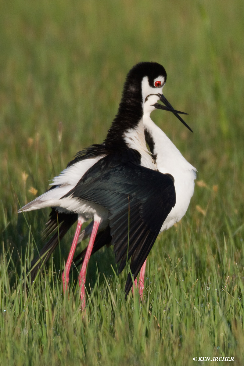 Black-necked Stilts 