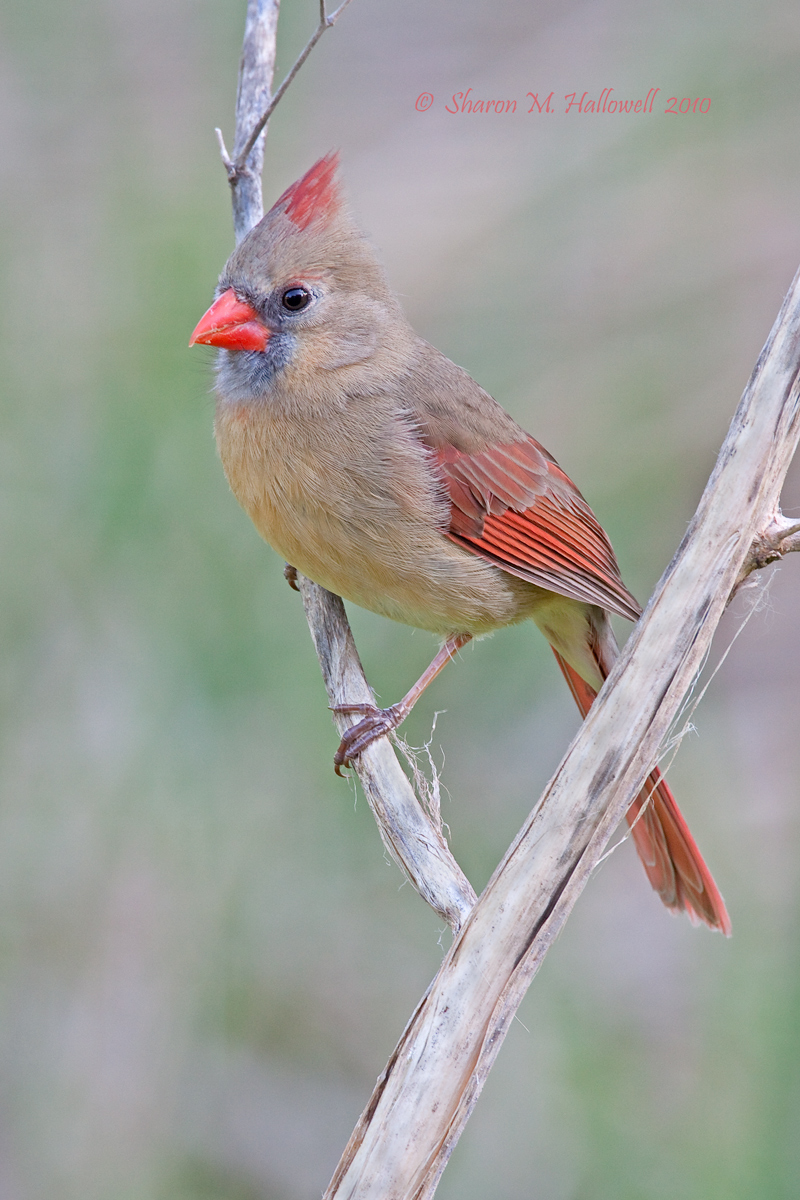 Female Cardinal