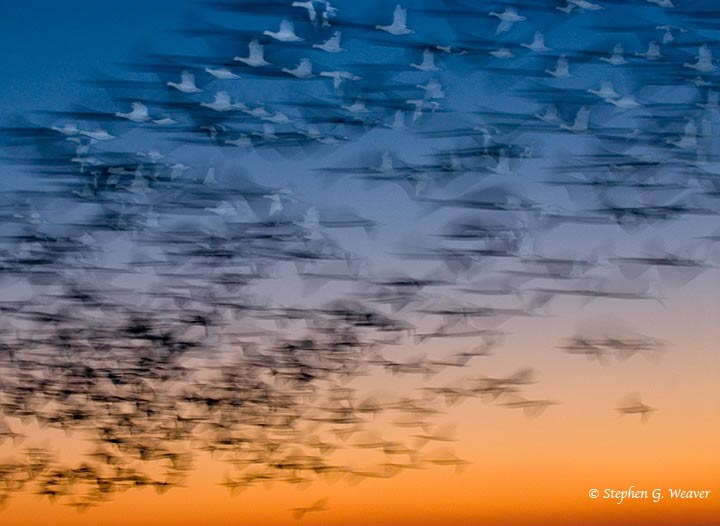 Dawn Flight