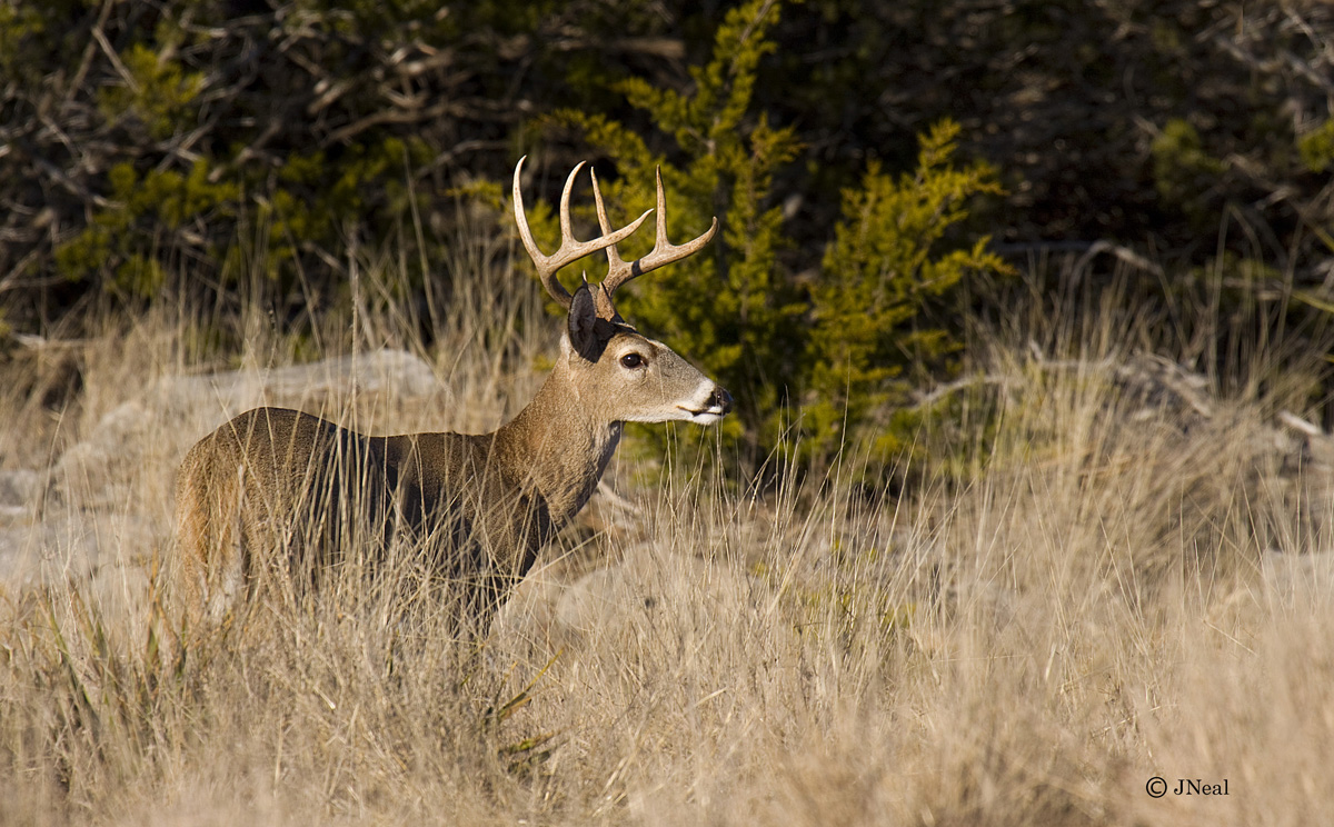 Just a 8 Point