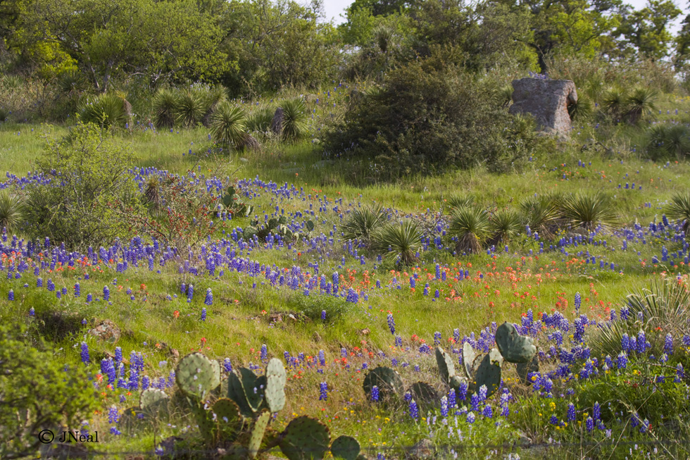 Texas Hillside