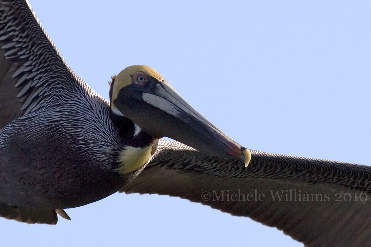 Pelican in Flight