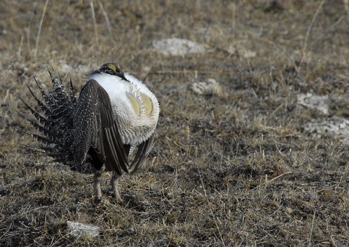 Strutting Sage Grouse