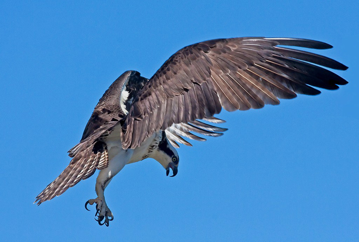 Osprey
