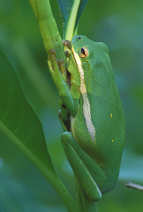 Going Green