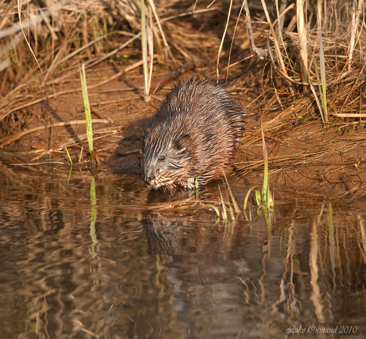 Reflecting Muskrat