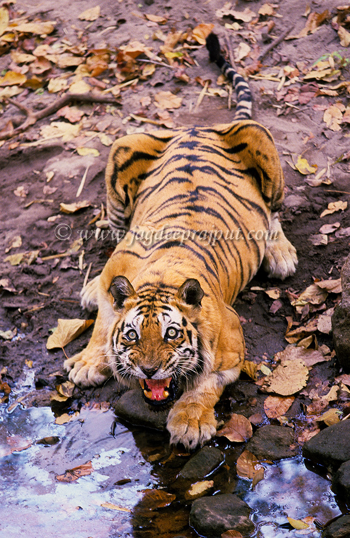Defending waterhole