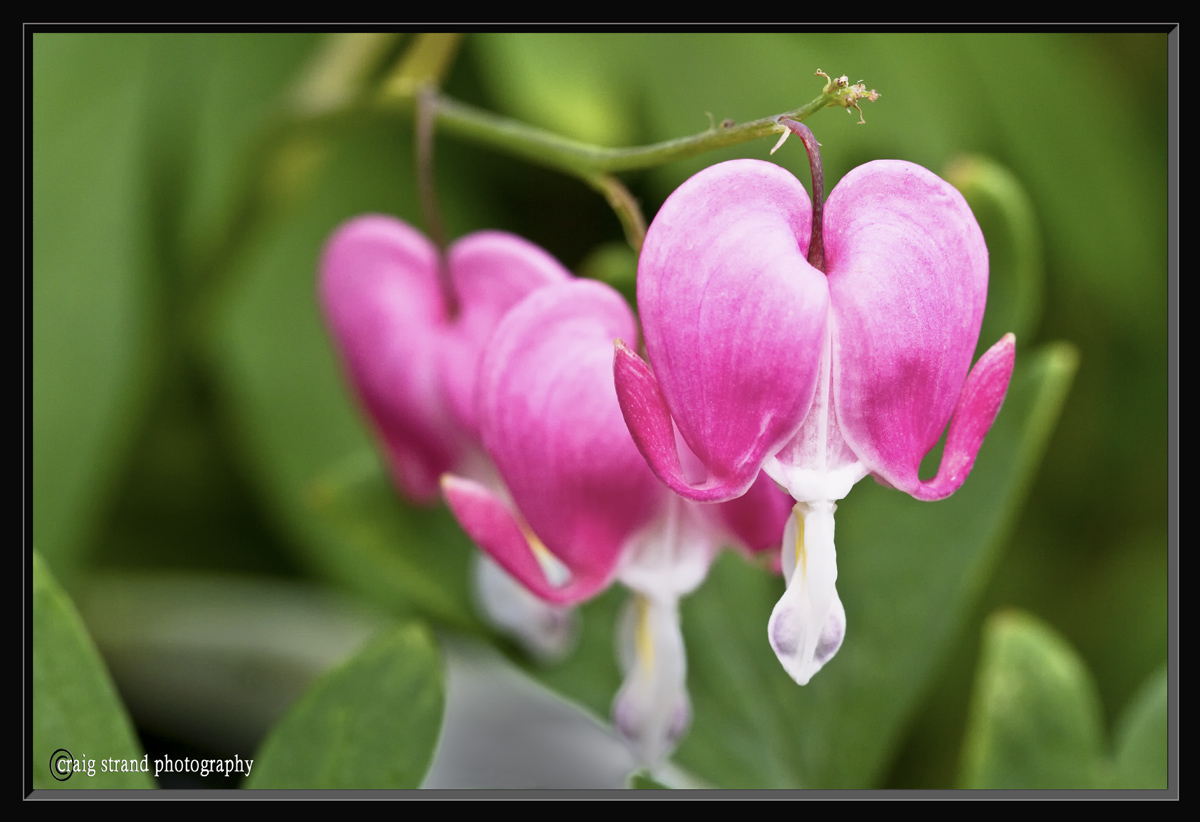 Bleeding Hearts