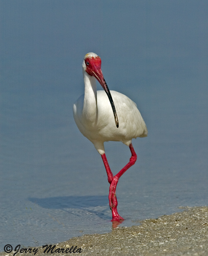 Ibis in breeding colors