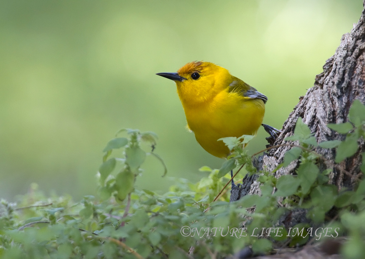 Prothonotary Warbler w/REPOST