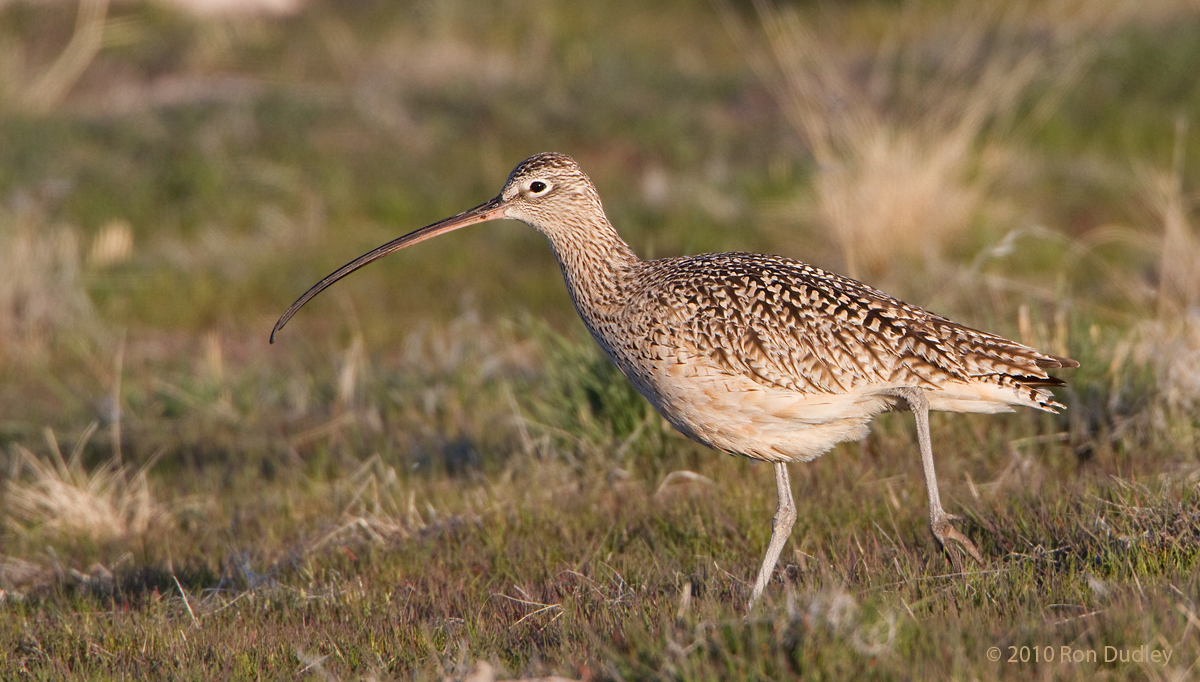 Long-billed Curlew