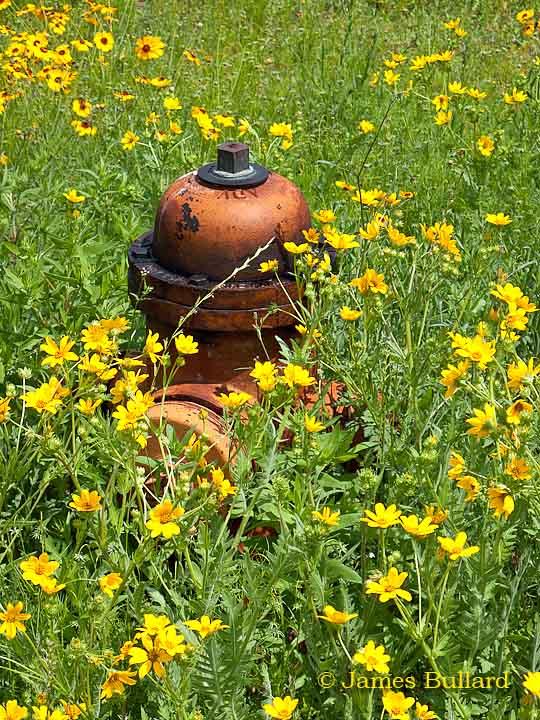Austin Fire Hydrant