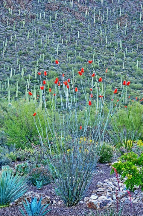 Desert Blooms 