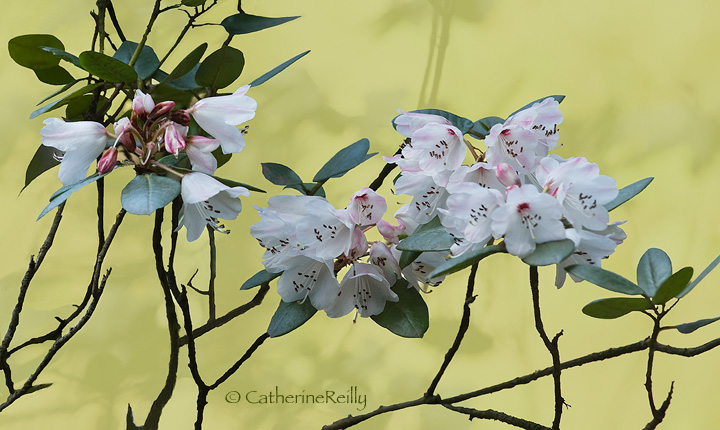 New Blooms