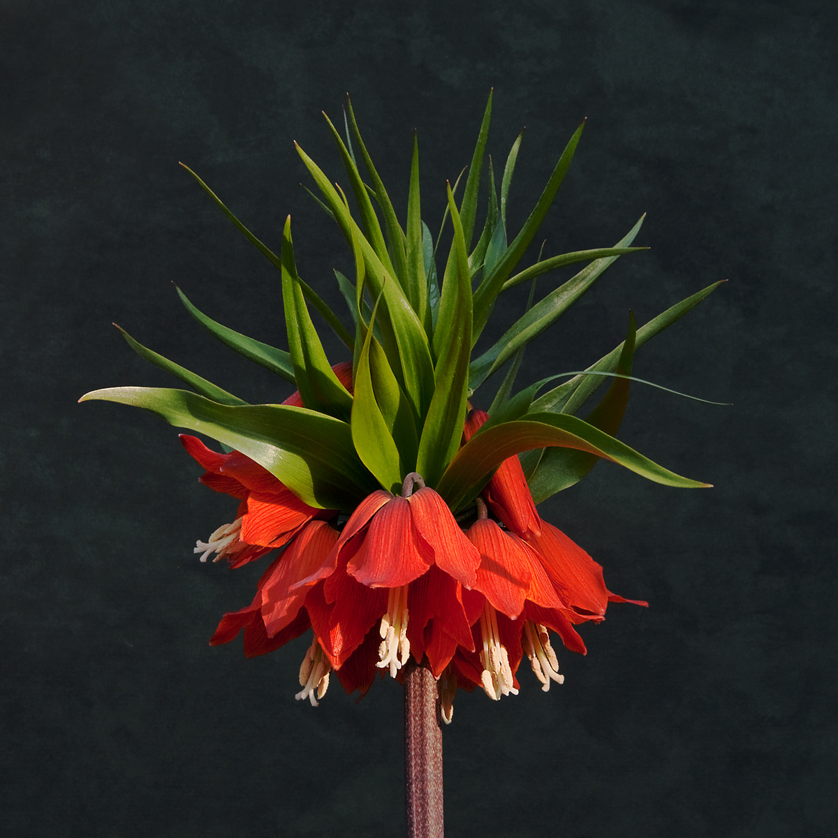 Crown Imperial
