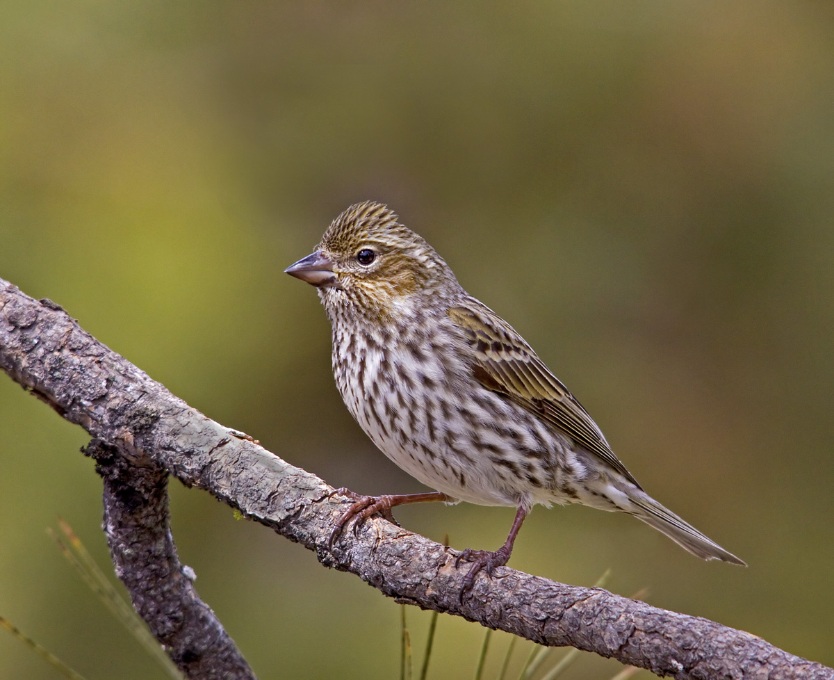 House Finch