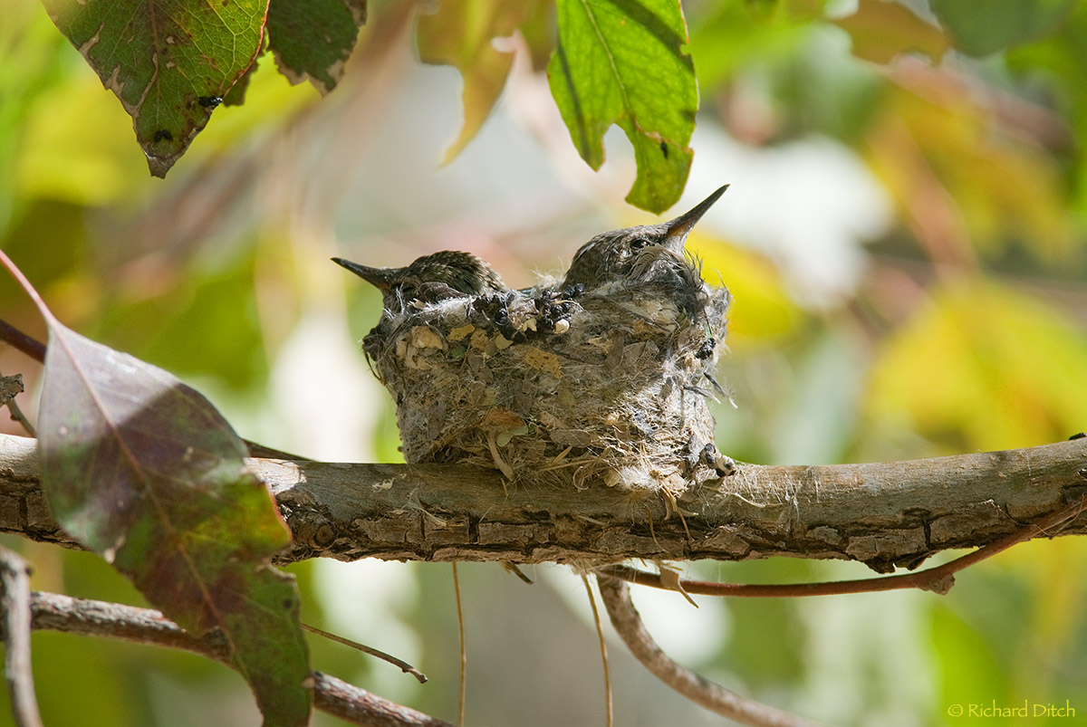 Exposed Hummingbirds