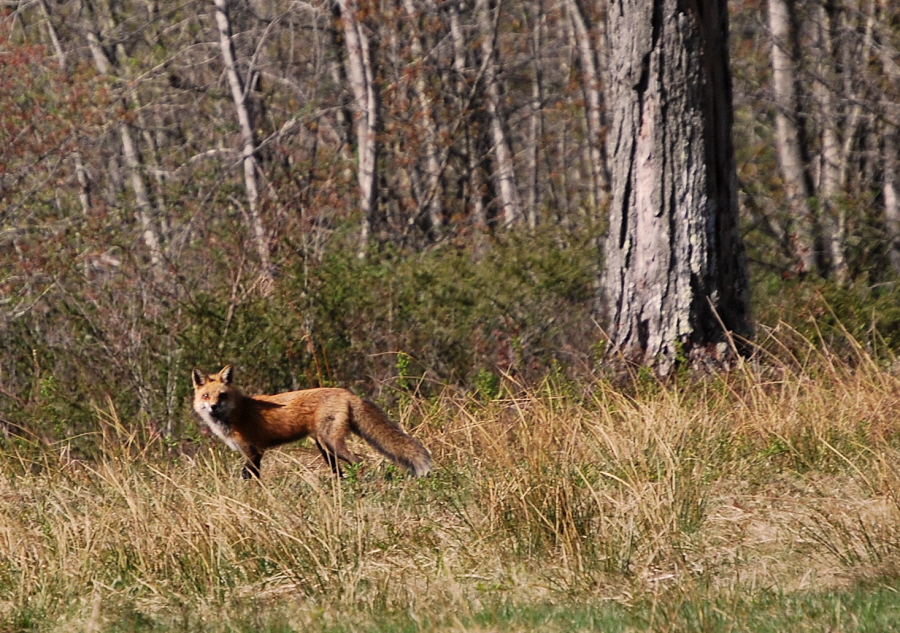 Red Fox in Sun