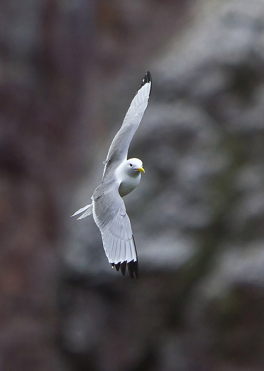 Kittiwake